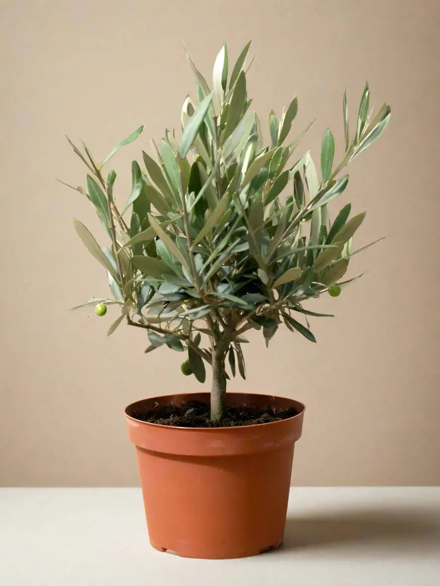 Common Olive Tree (Olea europaea) House Plant Dropship Botani Haven