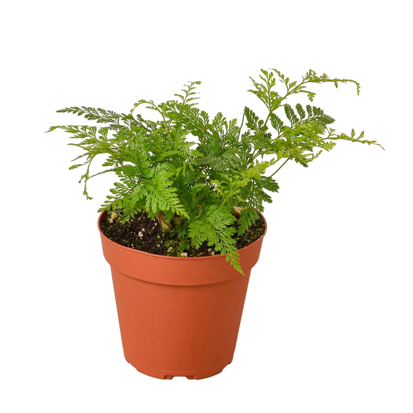 Fern 'Rabbit's Foot' House Plant Dropship Botani Haven