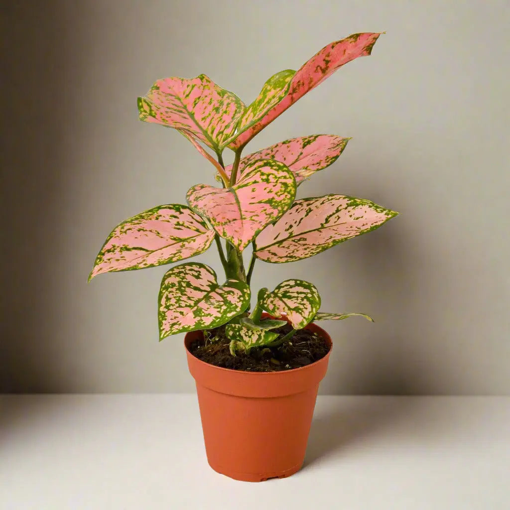 Chinese Evergreen 'Lady Valentine' House Plant Dropship Botani Haven