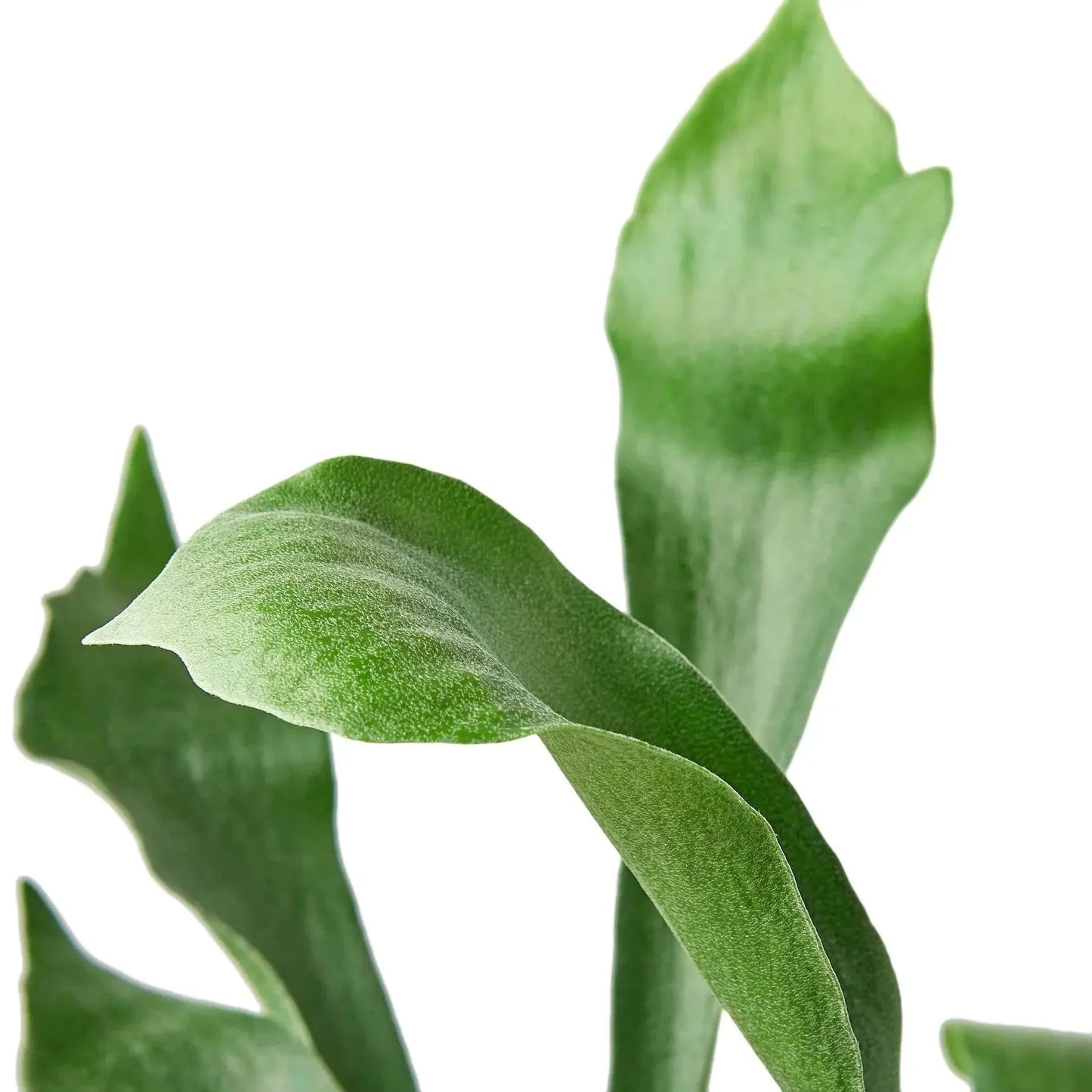 Fern 'Staghorn' House Plant Dropship Botani Haven