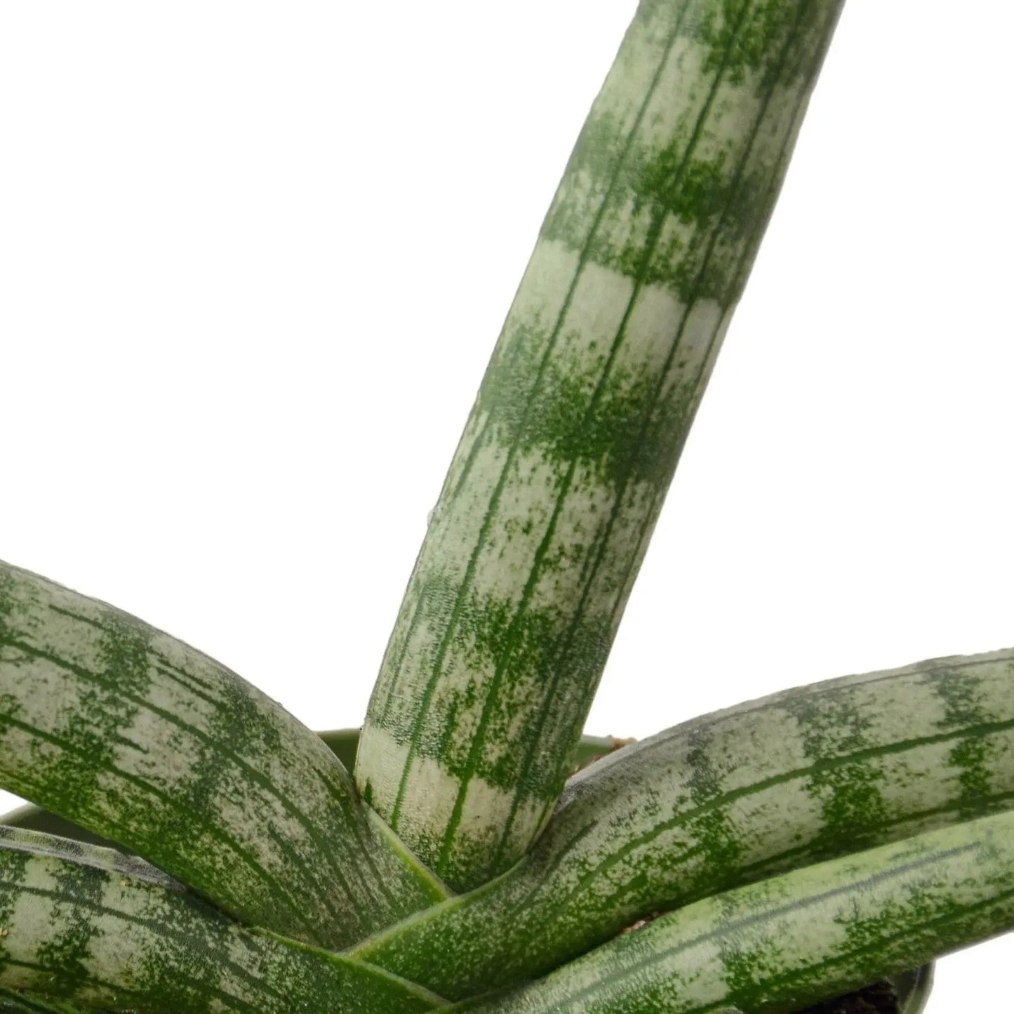 Snake Plant 'Starfish' House Plant Dropship Botani Haven