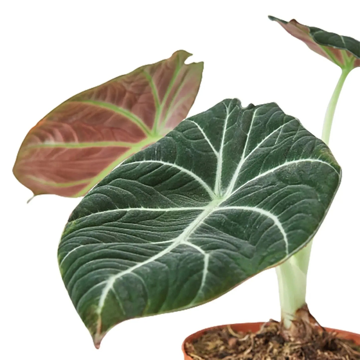 Alocasia Reginula 'Black Velvet' House Plant Dropship Botani Haven