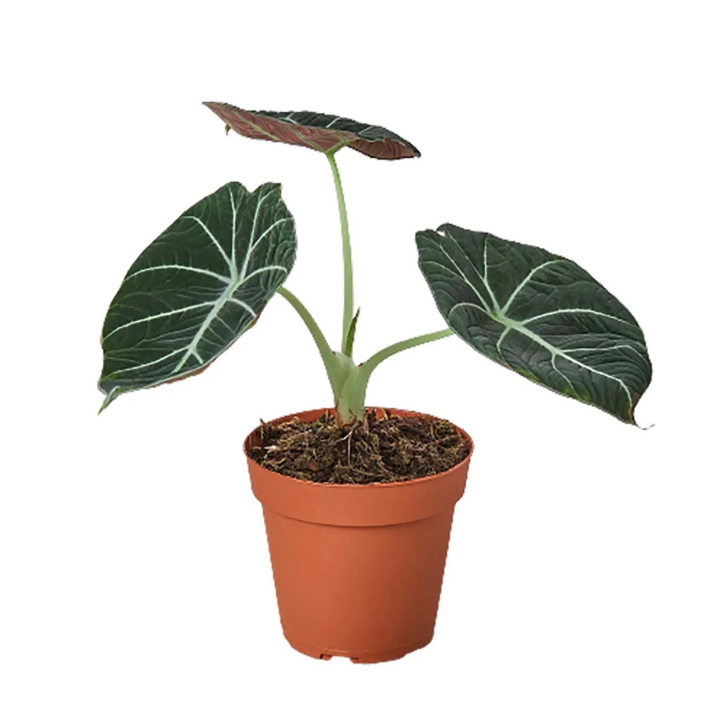 Alocasia Reginula 'Black Velvet' House Plant Dropship Botani Haven