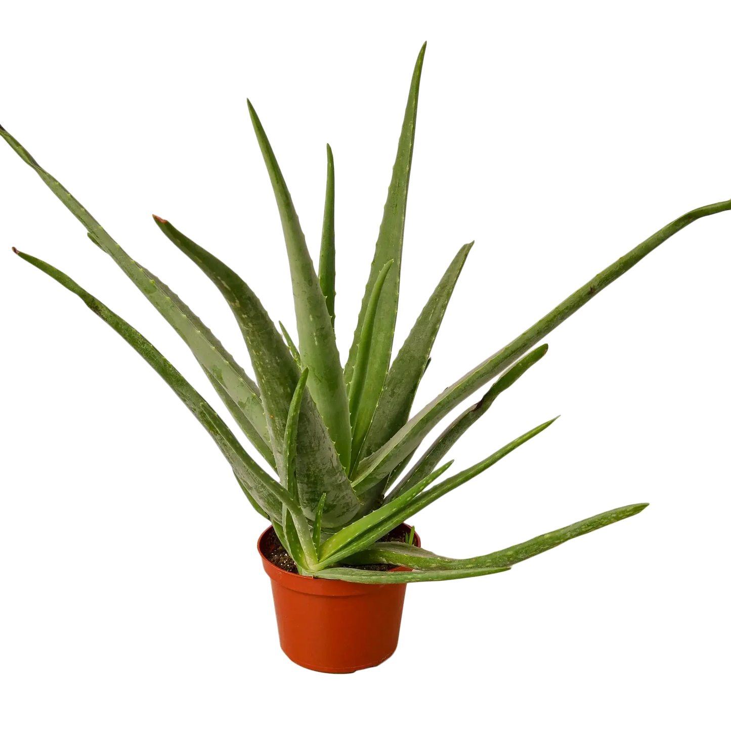Aloe Vera House Plant Dropship Botani Haven