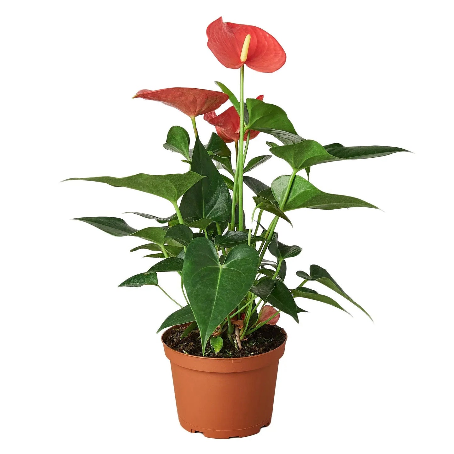 Anthurium 'Pink' House Plant Dropship Botani Haven