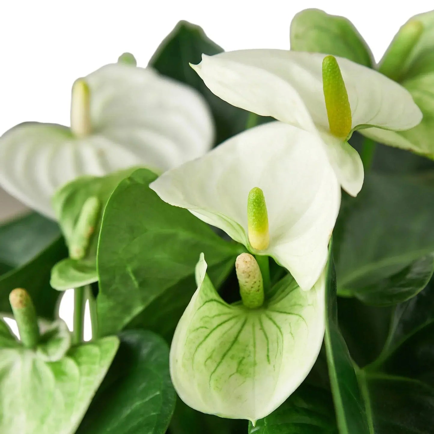 Anthurium 'White' House Plant Dropship Botani Haven