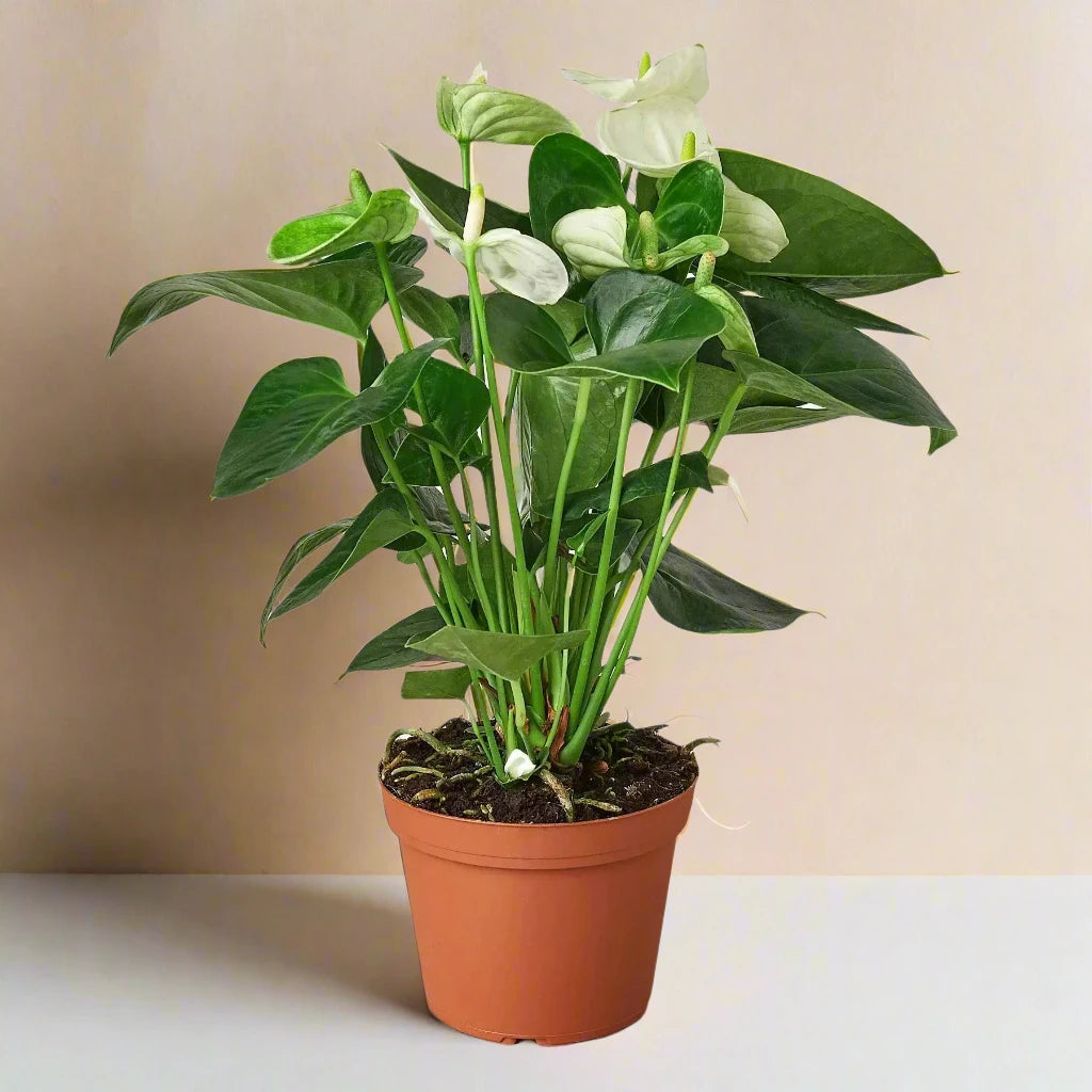 Anthurium 'White' House Plant Dropship Botani Haven