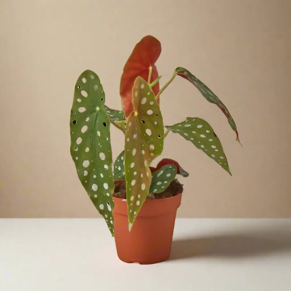 Begonia 'Maculata' House Plant Dropship Botani Haven