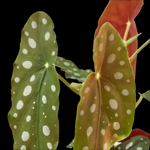 Begonia 'Maculata' House Plant Dropship Botani Haven