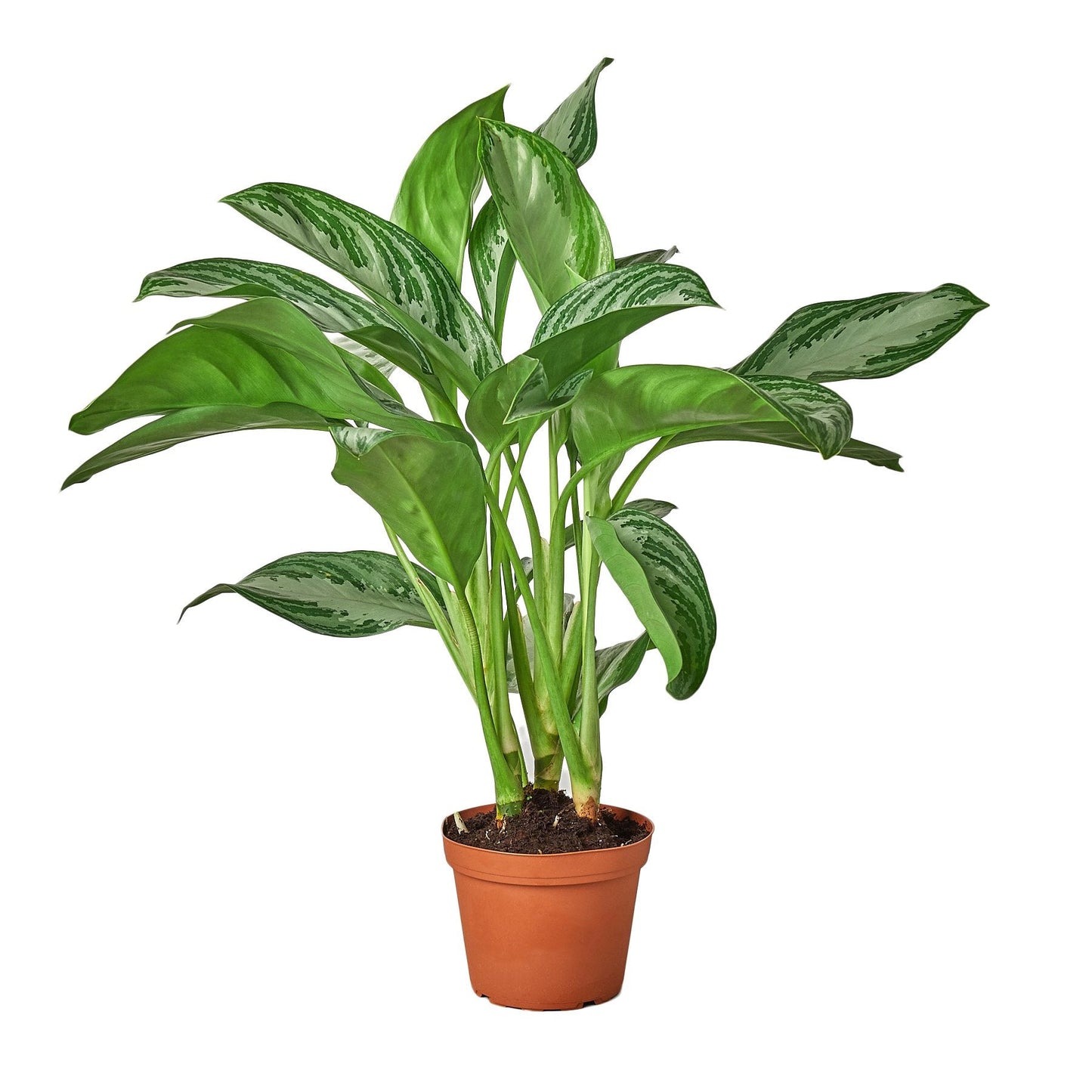 Chinese Evergreen 'Silver Bay' House Plant Dropship Botani Haven