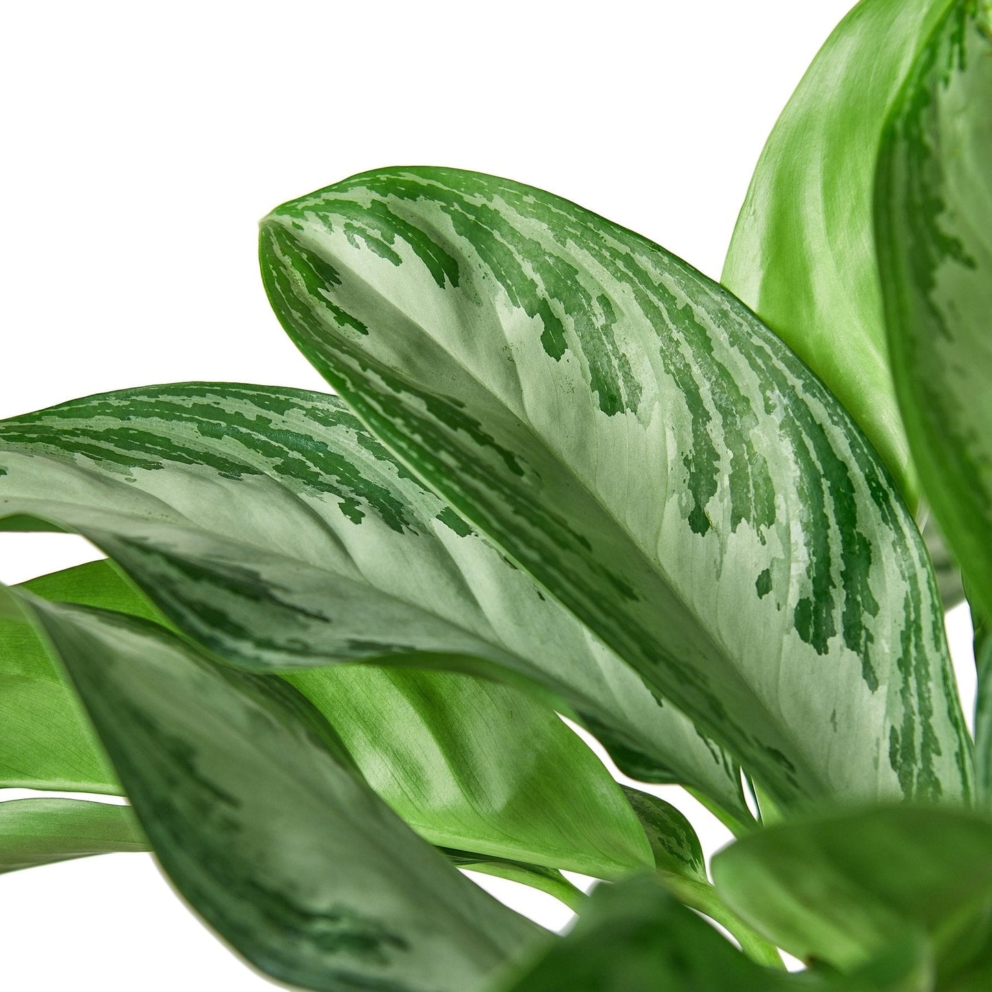 Chinese Evergreen 'Silver Bay' House Plant Dropship Botani Haven