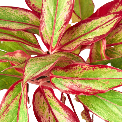 Chinese Evergreen 'Red Siam' House Plant Dropship Botani Haven