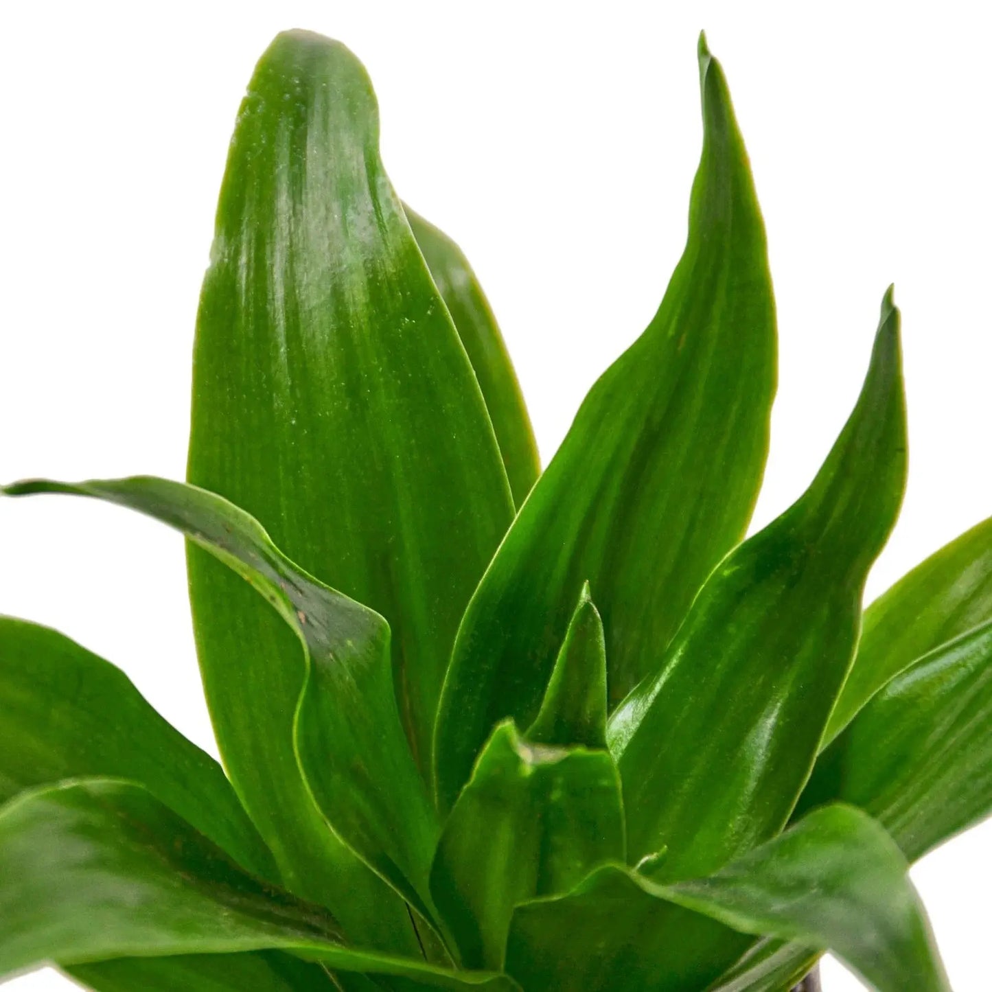 Dracaena 'Janet Craig' House Plant Dropship Botani Haven