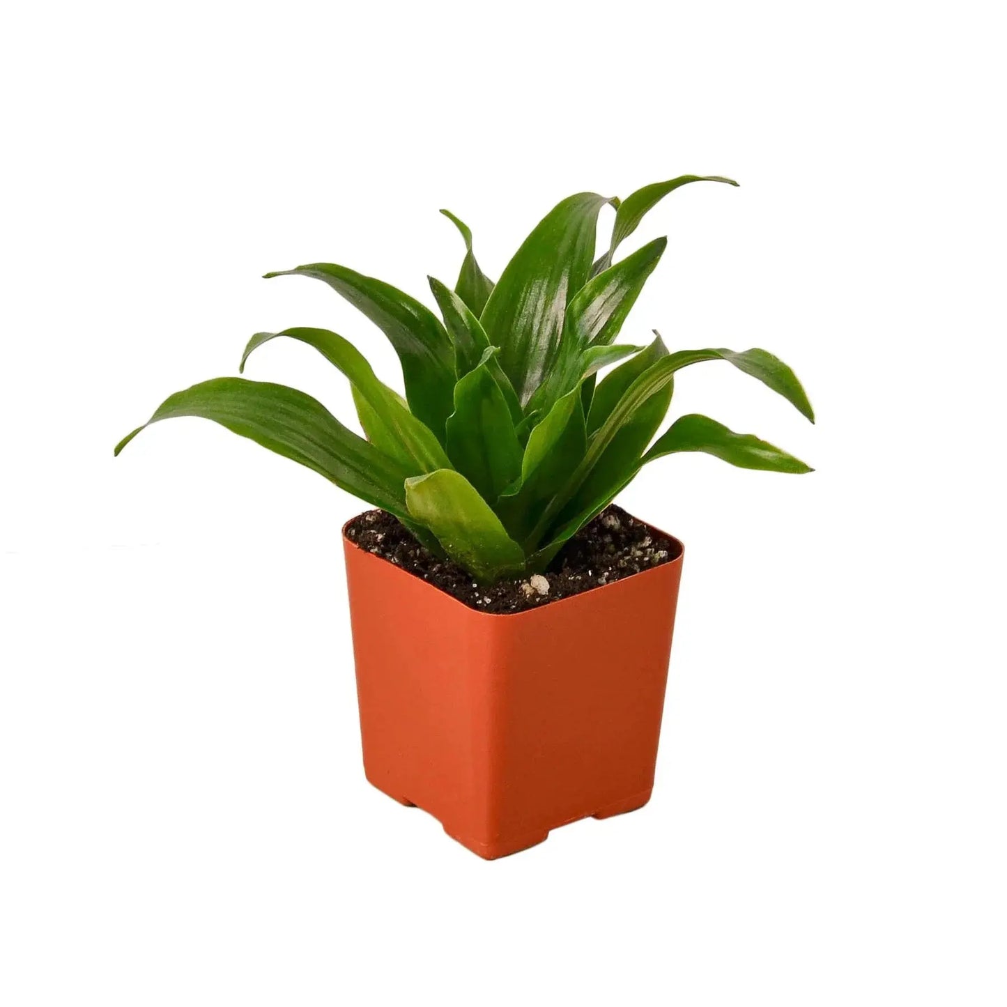 Dracaena 'Janet Craig' House Plant Dropship Botani Haven