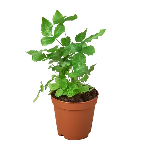 Pteris Cretica 'Albo Fern' House Plant Dropship Botani Haven