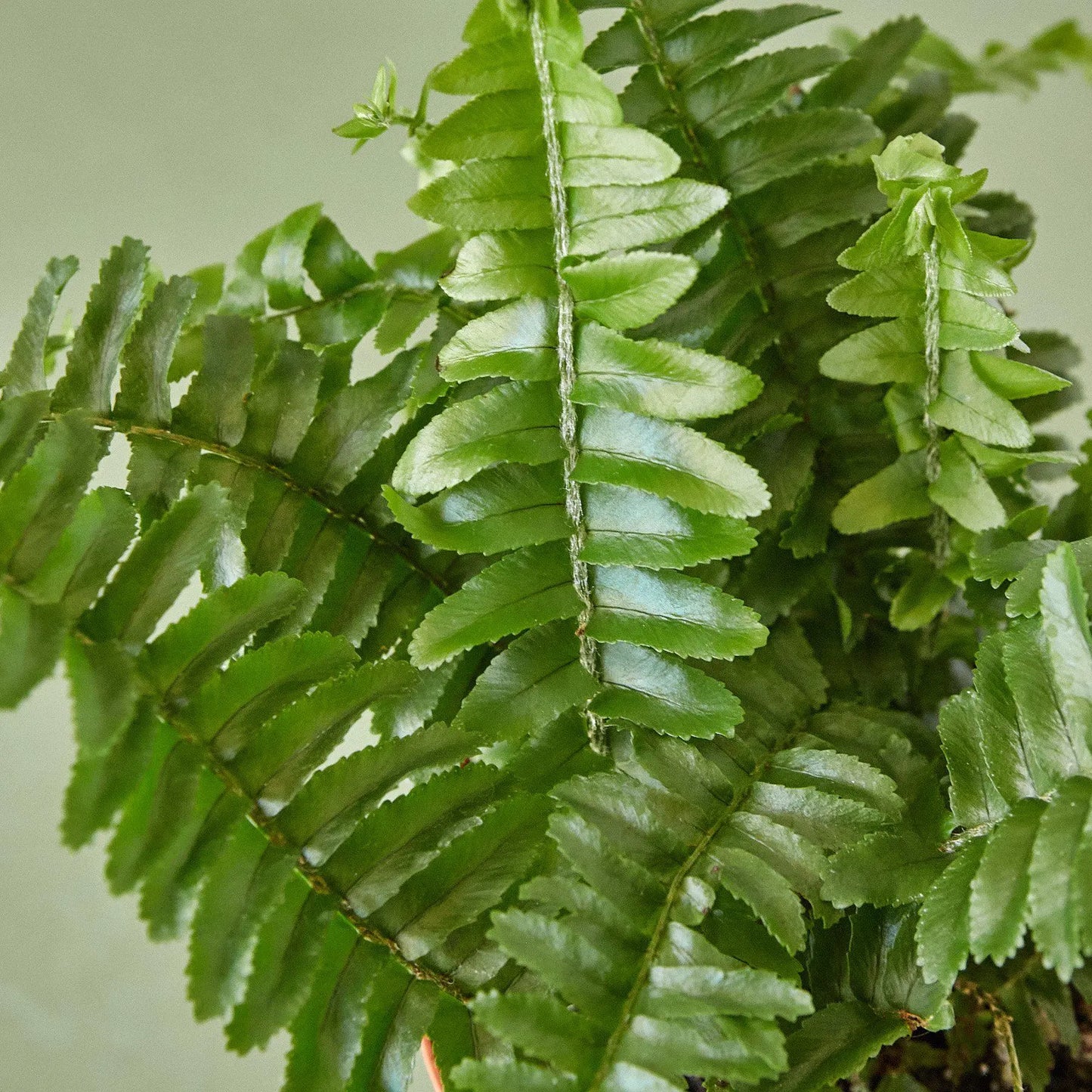 Fern 'Jester's Crown' House Plant Dropship Botani Haven