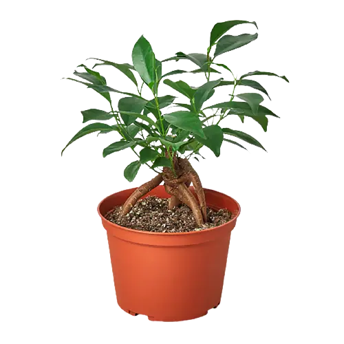 Ficus 'Ginseng' House Plant Dropship Botani Haven