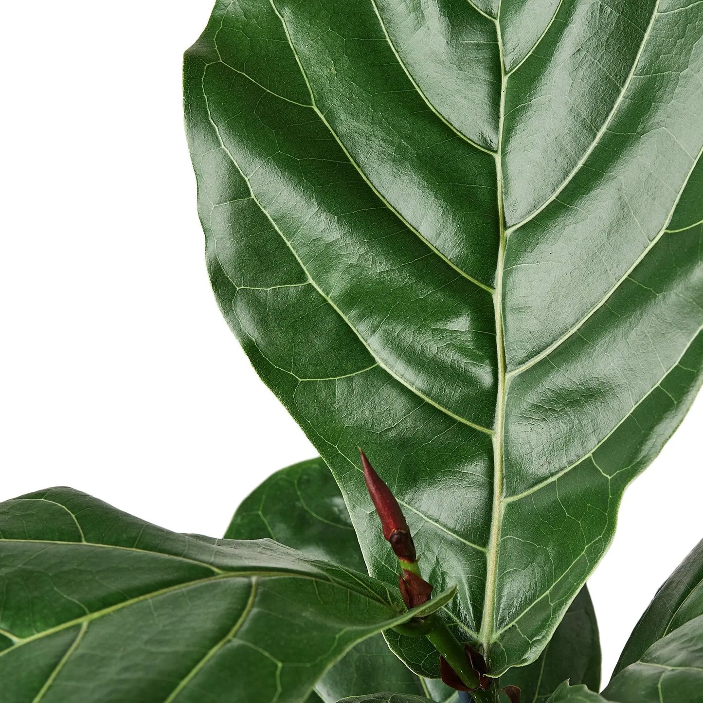 Ficus Lyrata 'Fiddle Leaf Fig' House Plant Dropship Botani Haven