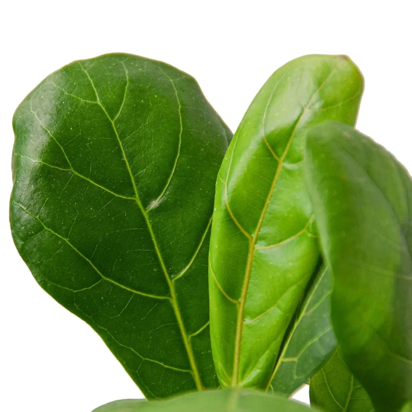 Ficus Lyrata 'Fiddle Leaf Fig' House Plant Dropship Botani Haven