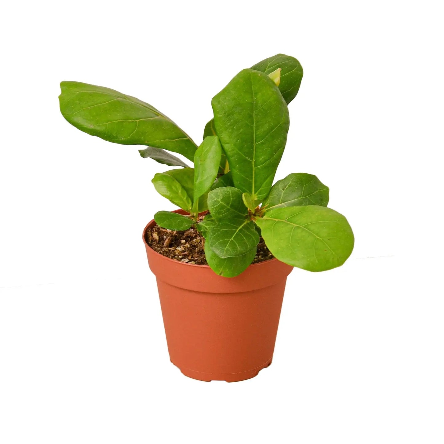Ficus Lyrata 'Fiddle Leaf Fig' House Plant Dropship Botani Haven