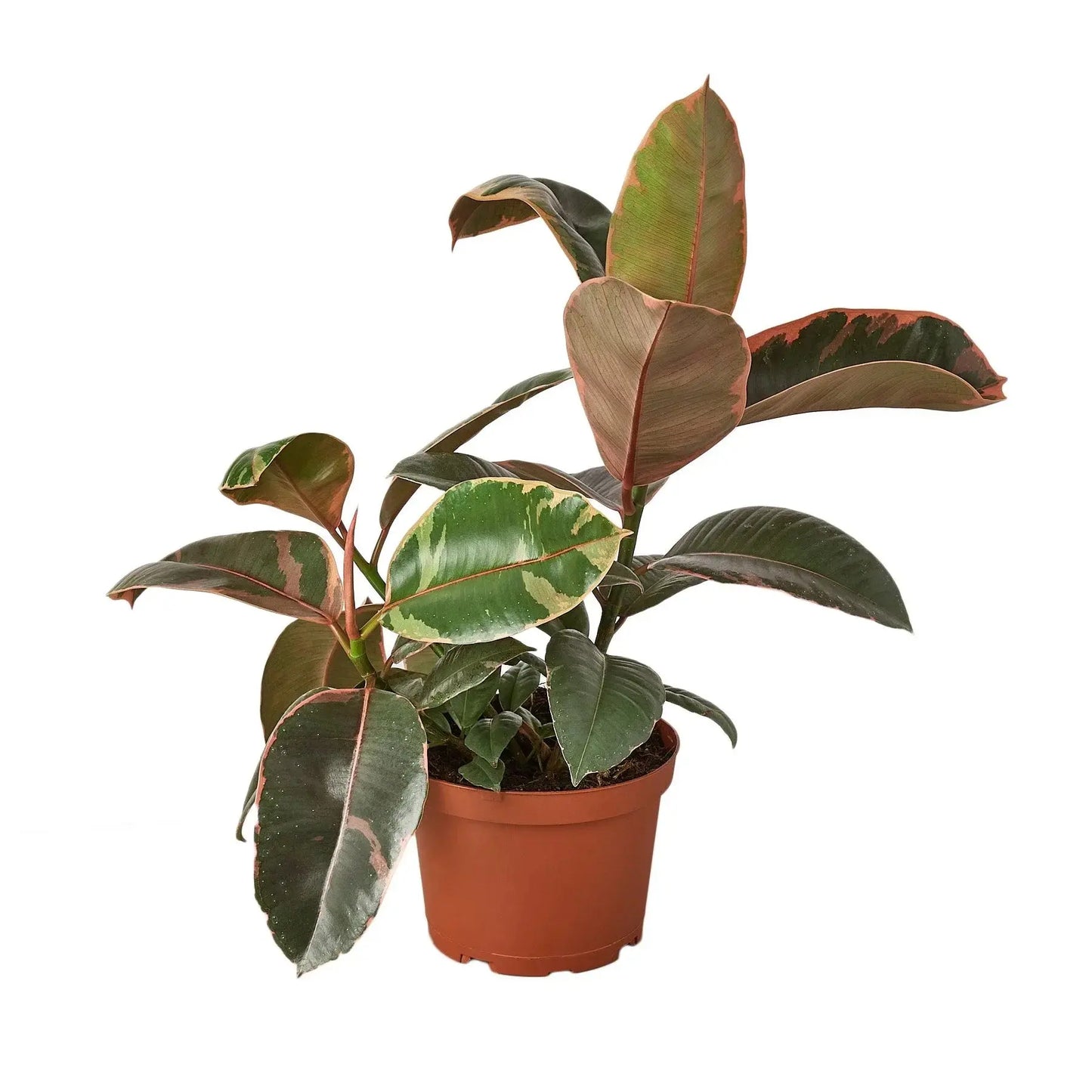 Ficus Elastica 'Ruby Pink' House Plant Dropship Botani Haven