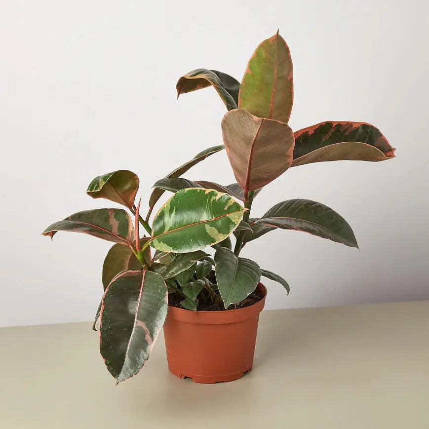 Ficus Elastica 'Ruby Pink' House Plant Dropship Botani Haven