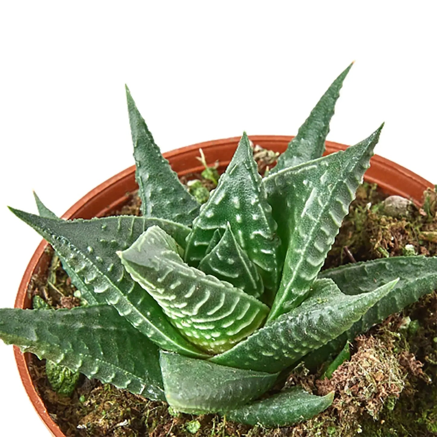 Haworthia 'Fairy Washboard' House Plant Dropship Botani Haven
