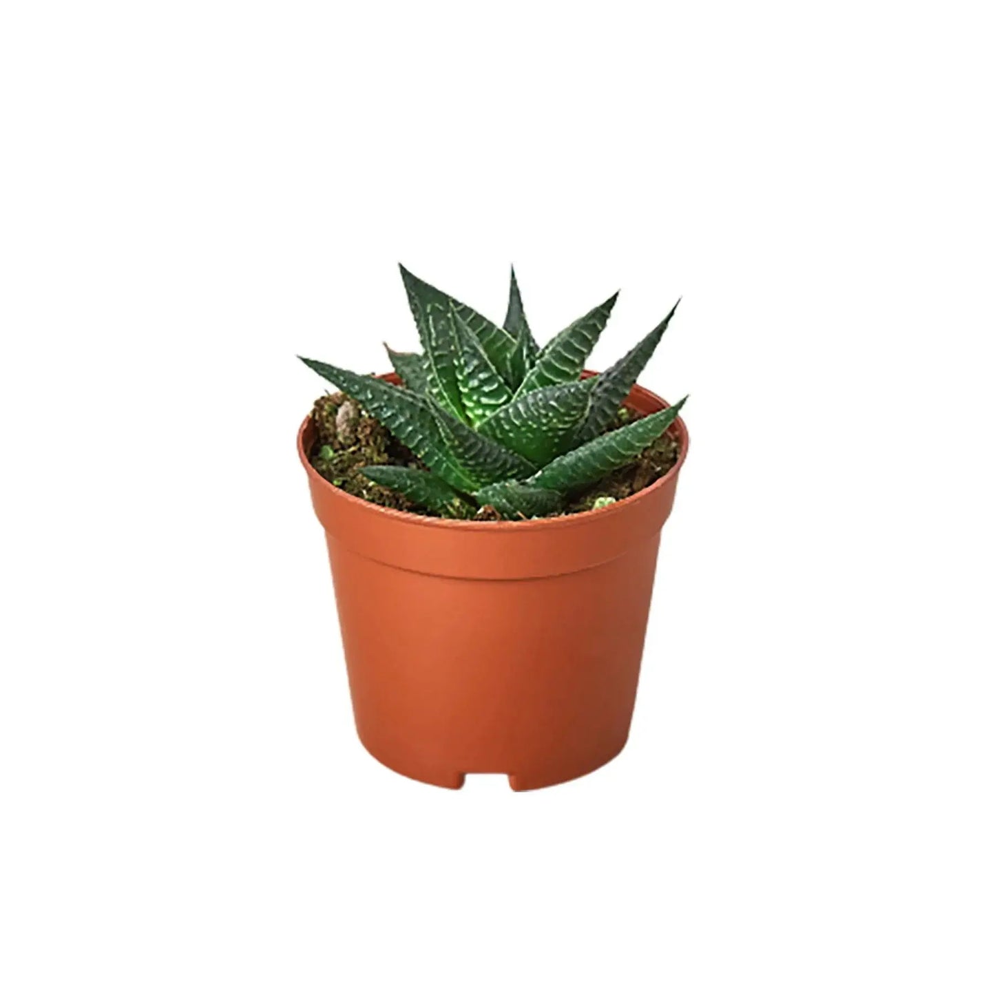 Haworthia 'Fairy Washboard' House Plant Dropship Botani Haven