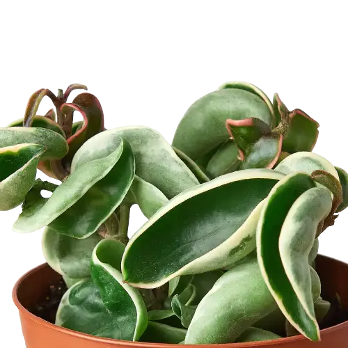 Hoya 'Rope Plant' Variegated House Plant Dropship Botani Haven
