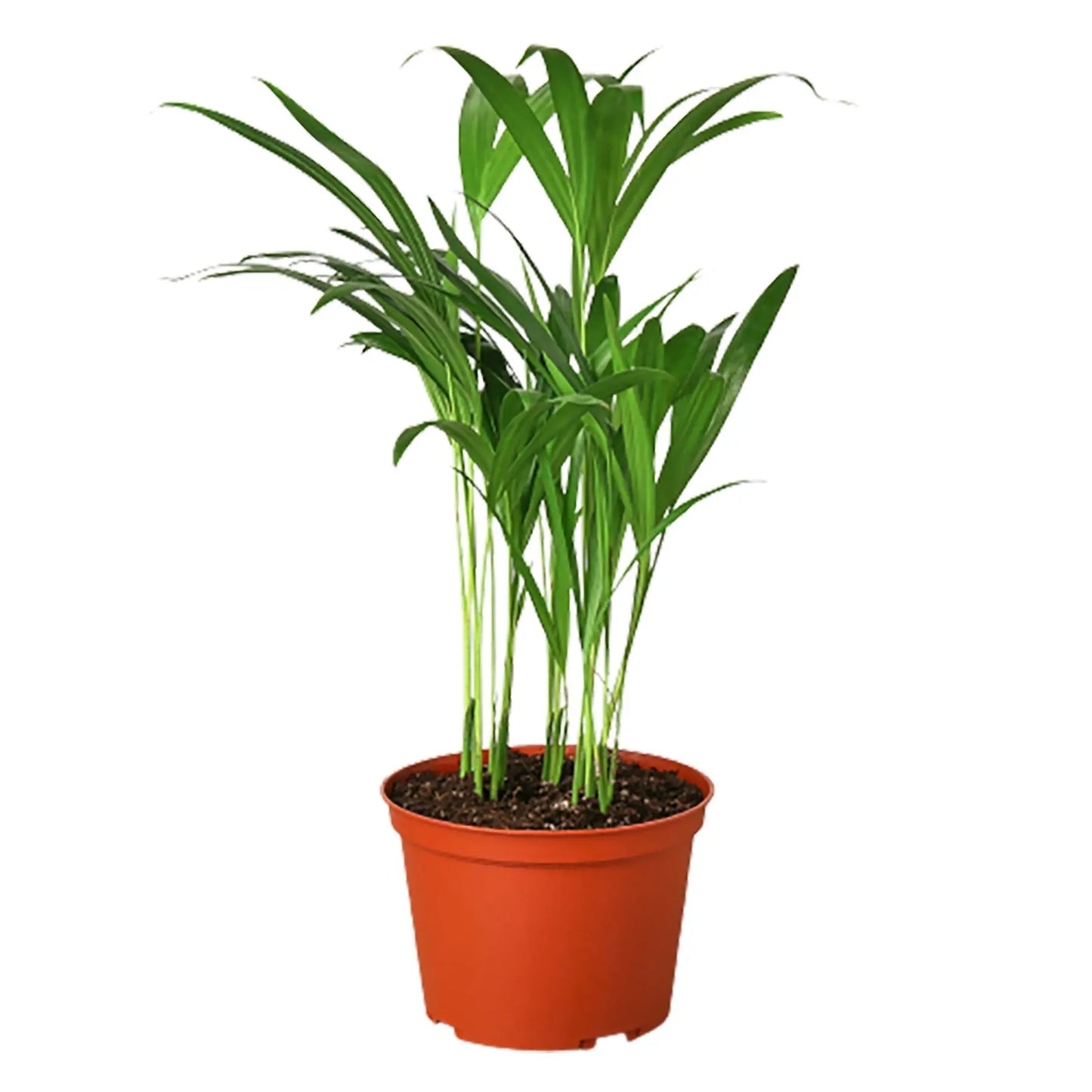 Palm 'Areca ' House Plant Dropship Botani Haven