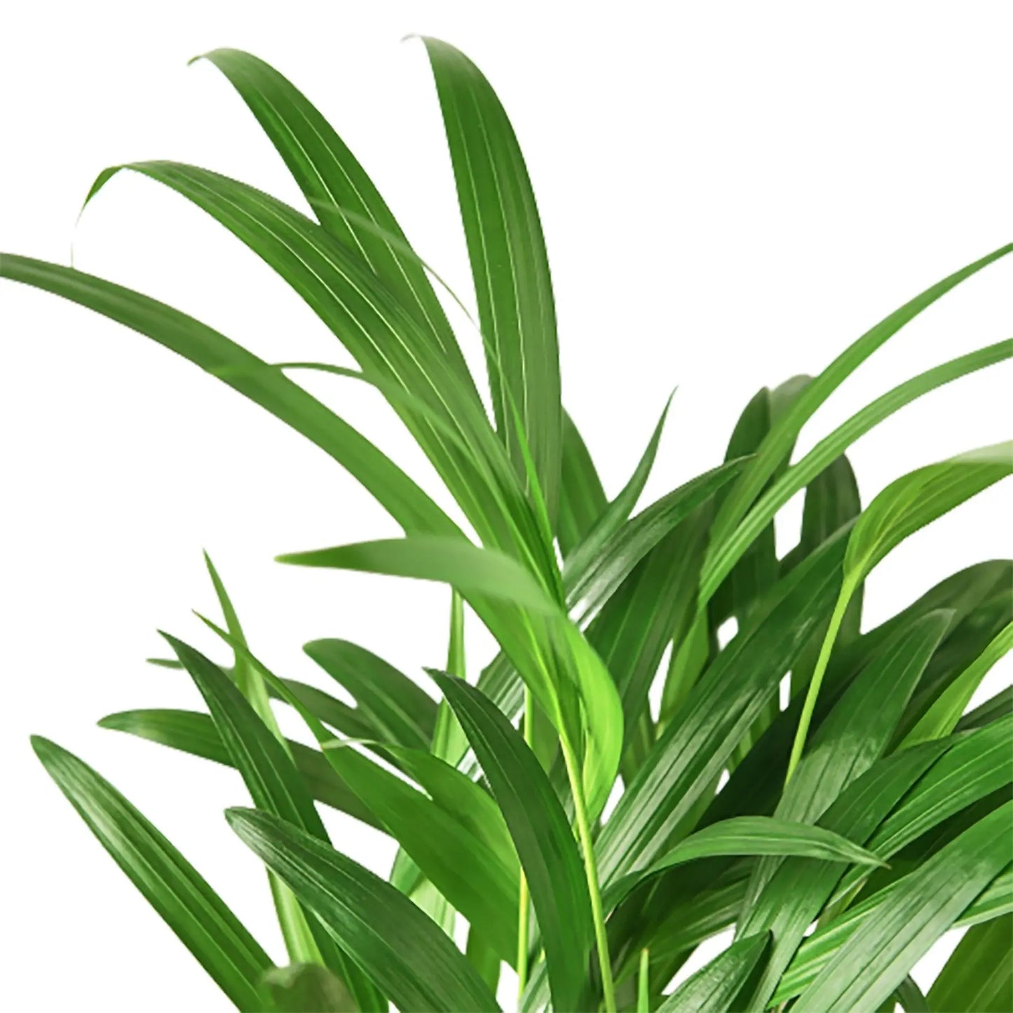 Palm 'Areca ' House Plant Dropship Botani Haven