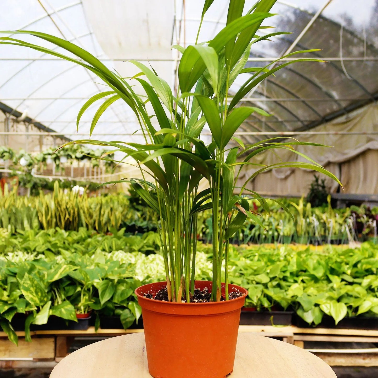 1 Pet Friendly Monthly Subscription Box House Plant Dropship Botani Haven