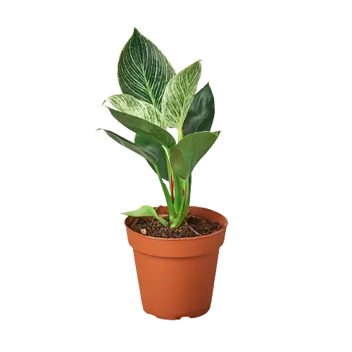 Philodendron 'Birkin' House Plant Dropship Botani Haven