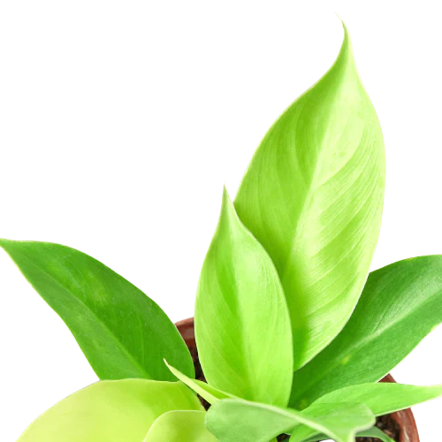 Philodendron 'Moonlight' House Plant Dropship Botani Haven