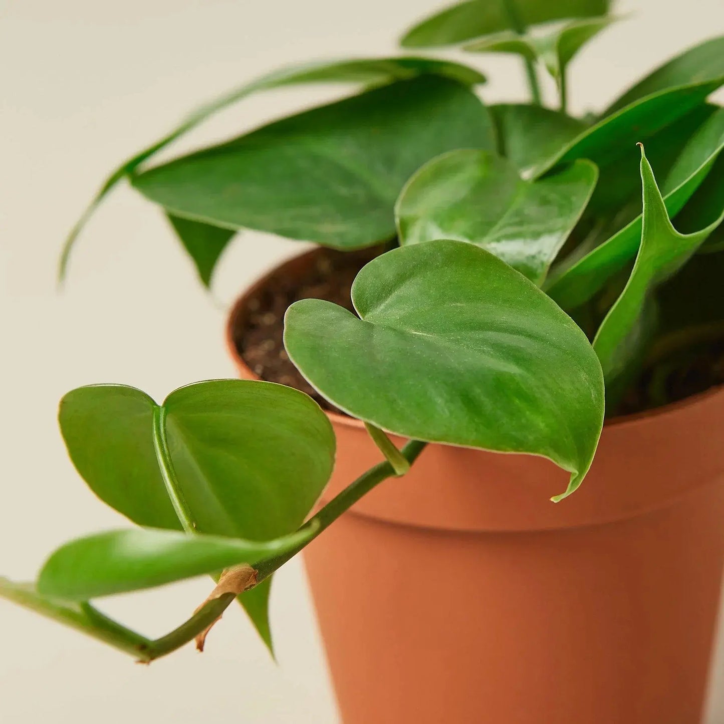 Philodendron 'Cordatum Heartleaf' House Plant Dropship Botani Haven
