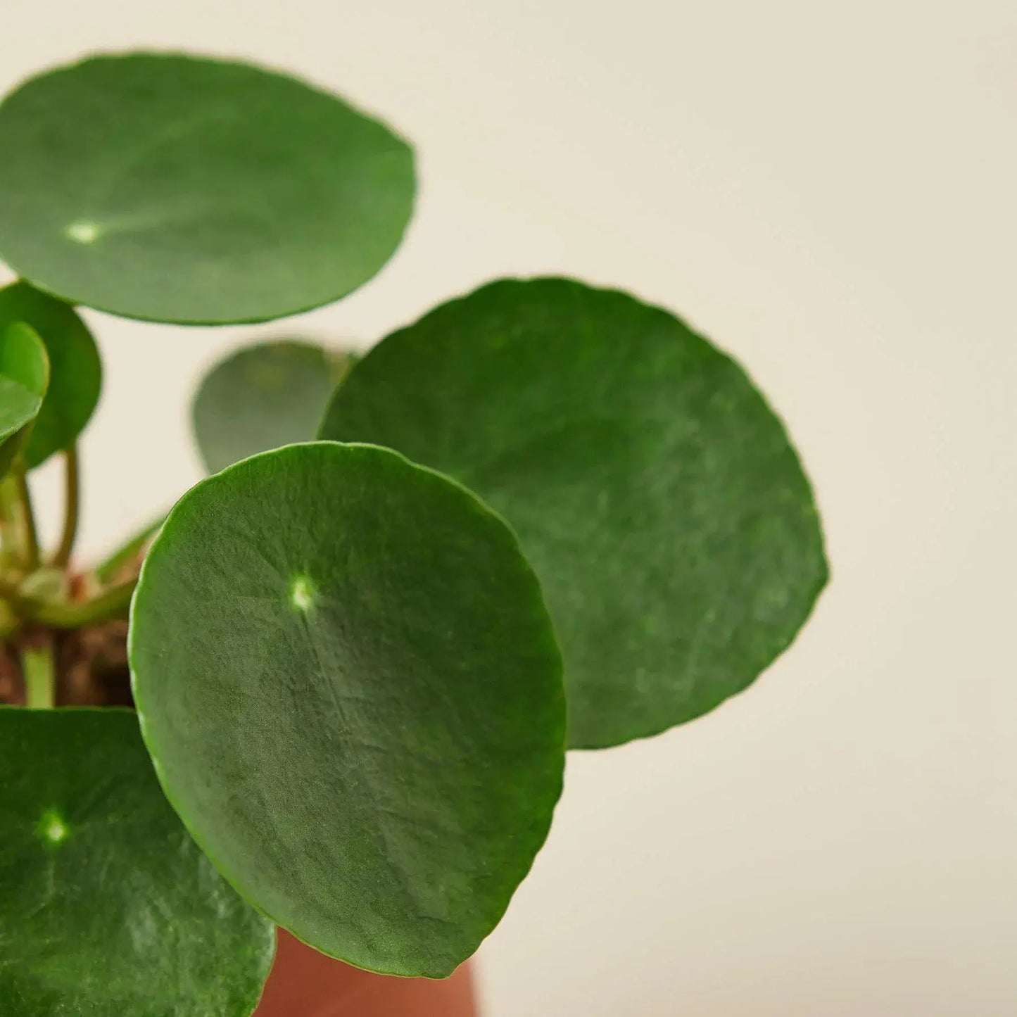 Pilea Peperomioides 'Chinese Money' House Plant Dropship Botani Haven