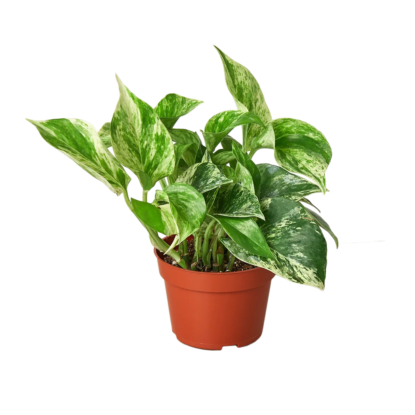 Pothos 'Marble Queen' House Plant Dropship Botani Haven