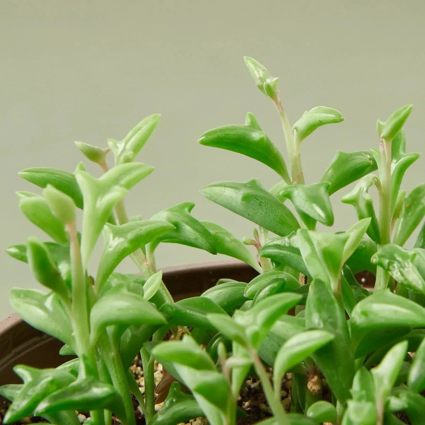 Succulent 'String of Dolphins' House Plant Dropship Botani Haven