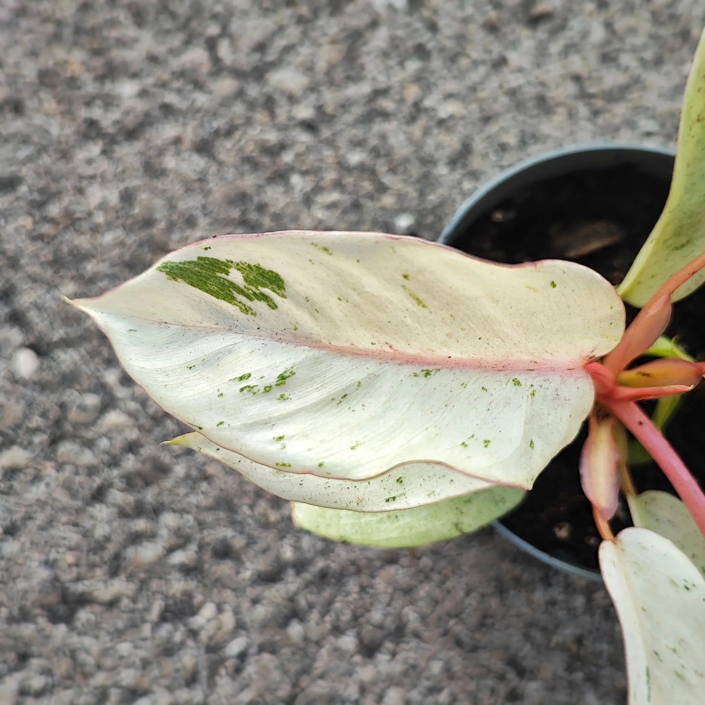 Philodendron 'Snowdrift' House Plant Dropship Botani Haven