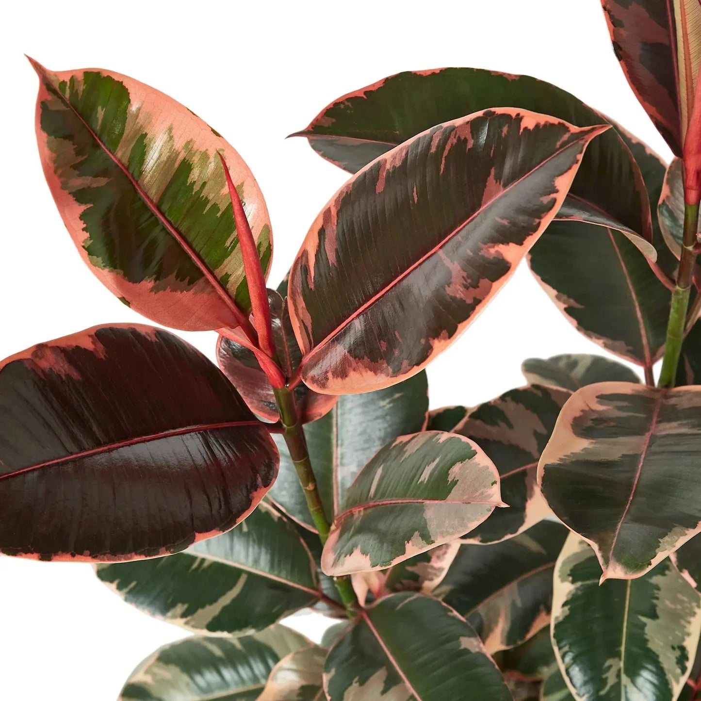 Ficus Elastica 'Ruby Pink' House Plant Dropship Botani Haven
