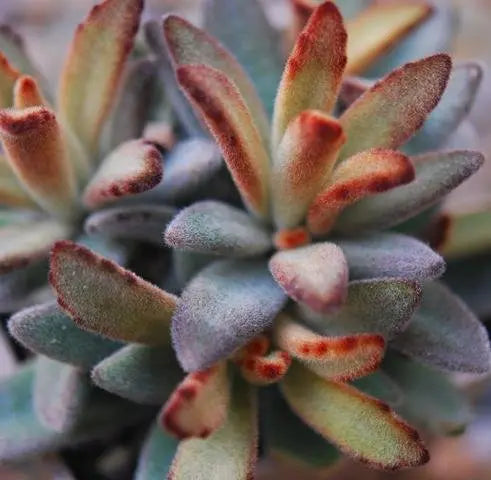 Succulent Kalanchoe Tomentosa 'Chocolate Soldier' House Plant Dropship Botani Haven