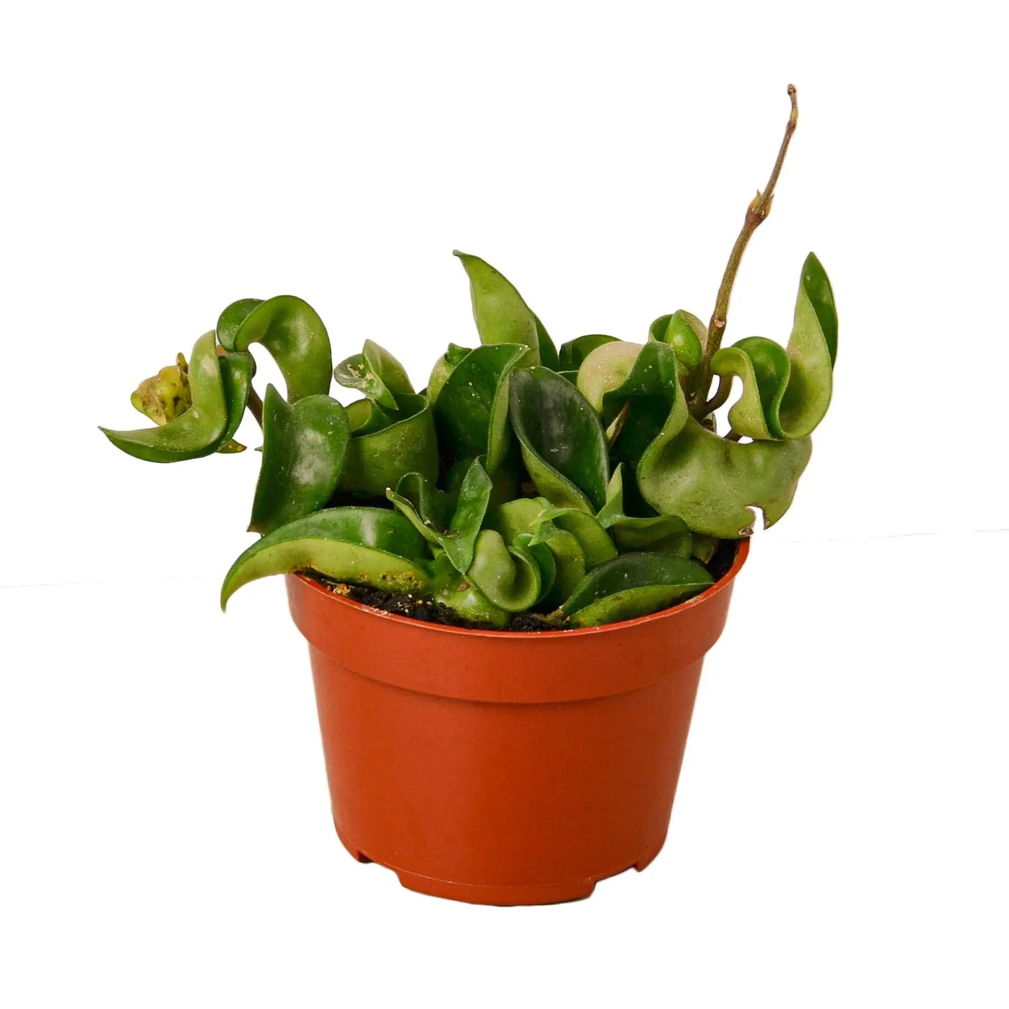 Hoya 'Rope Plant' House Plant Dropship Botani Haven