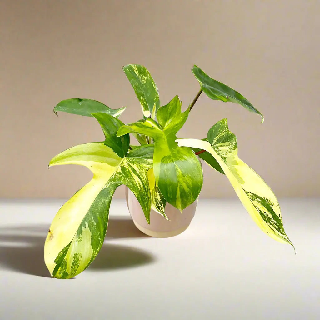 Philodendron 'Florida Beauty' Variegated House Plant Dropship Botani Haven