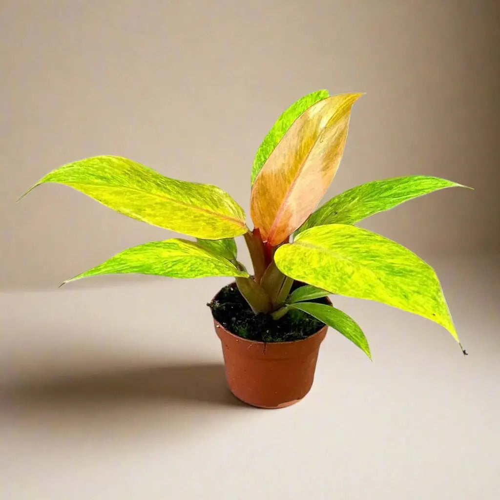 Philodendron 'Orange Marmalade' House Plant Dropship Botani Haven