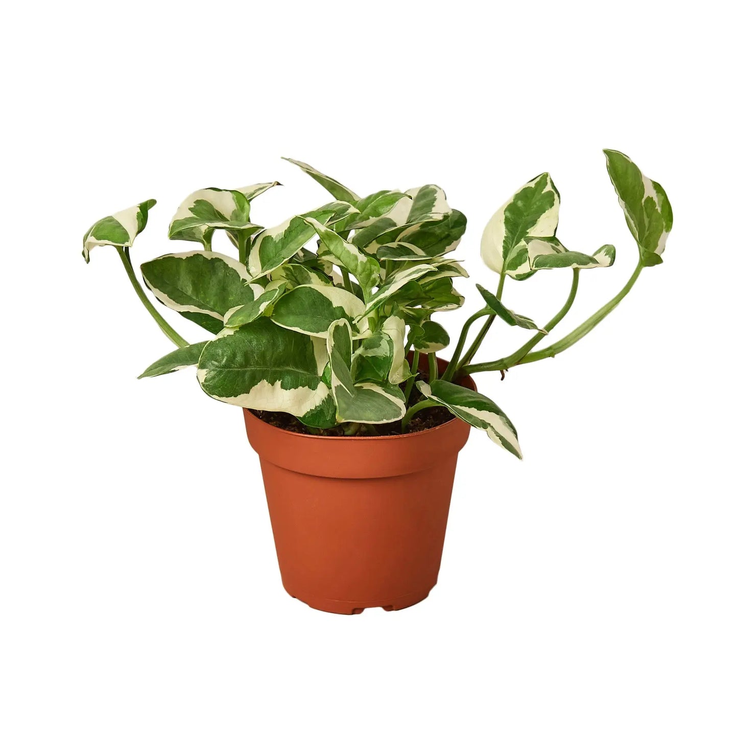 Pothos 'N'joy' House Plant Dropship Botani Haven