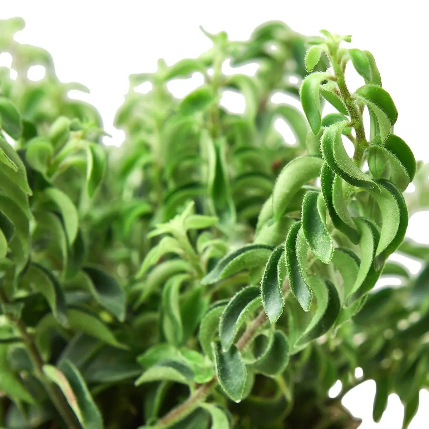 Curly Lipstick Plant House Plant Dropship Botani Haven