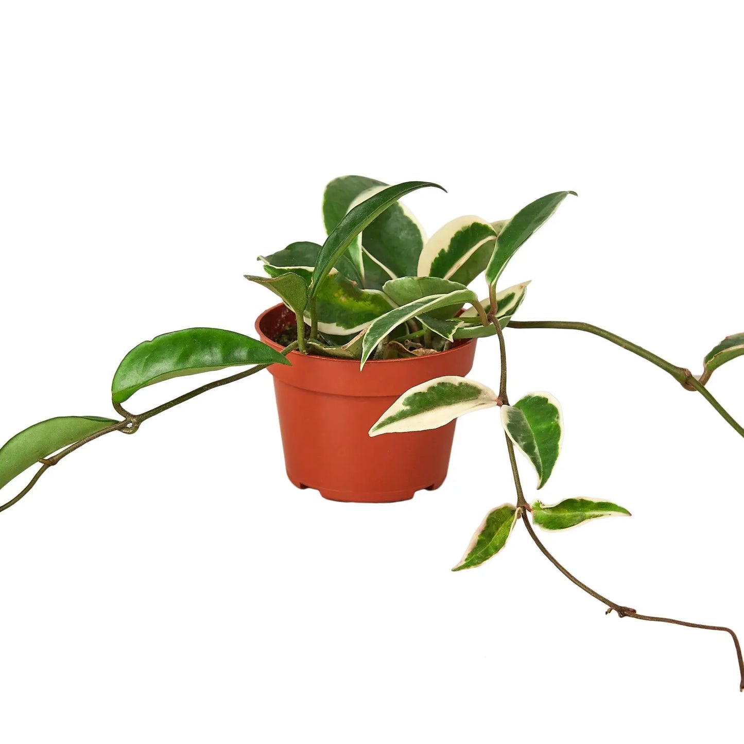 Hoya Carnosa 'Tricolor' House Plant Dropship Botani Haven