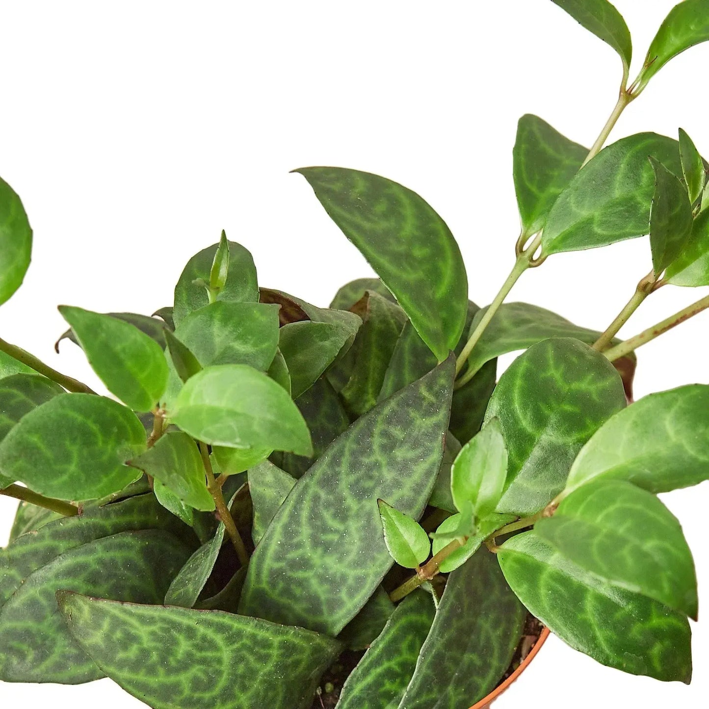 Lipstick 'Black Pagoda' House Plant Dropship Botani Haven