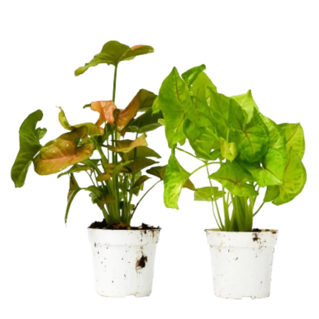 2 Syngonium Variety (Arrowhead Plant) / 4" Pot / Live Plant House Plant Dropship Botani Haven