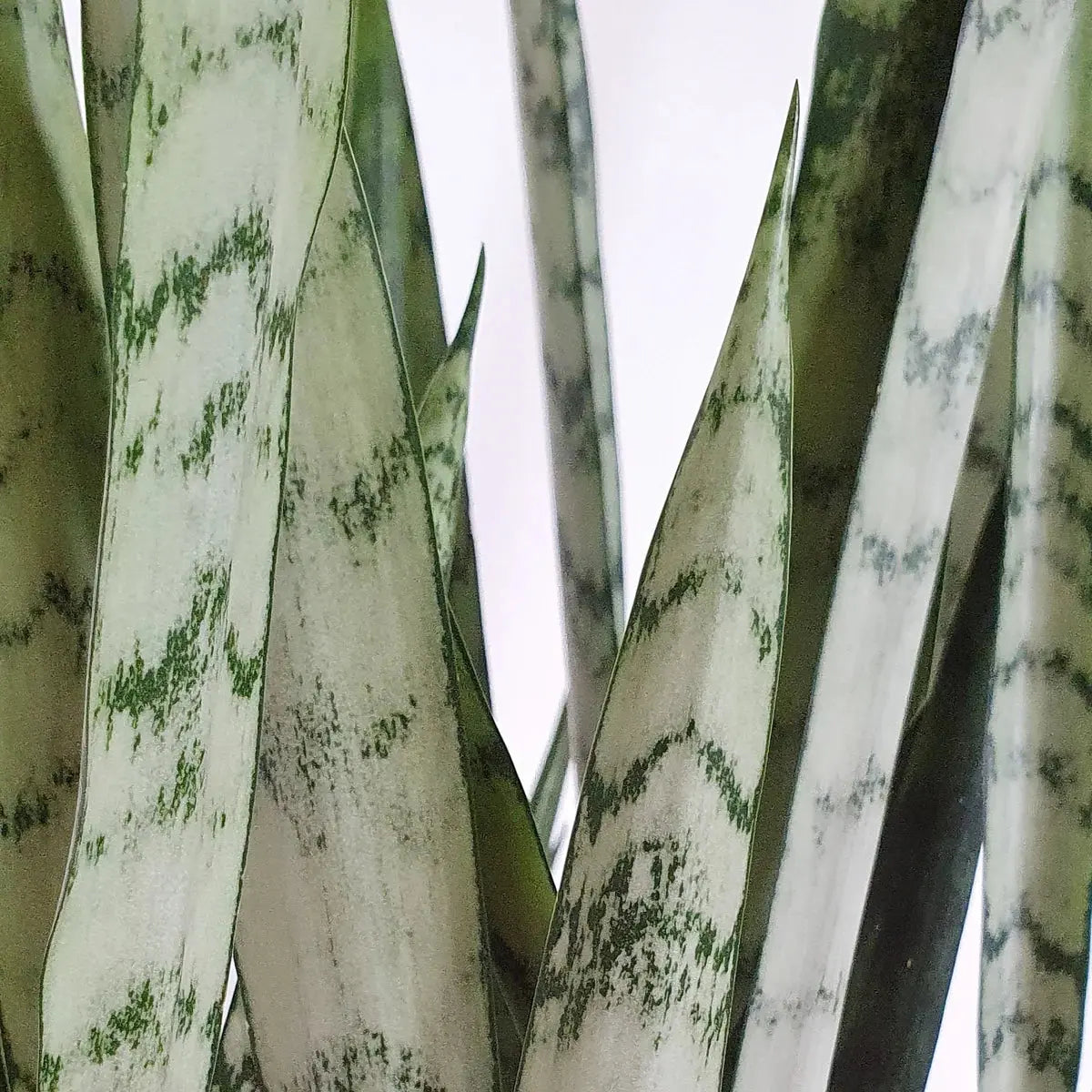 Snake 'Silver Princess' House Plant Dropship Botani Haven